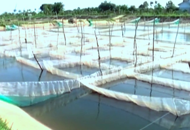 chuỗi sản xuất cá tra