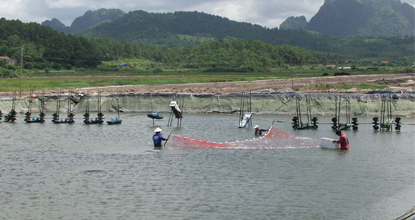 chuong tinh tom thẻ chân trắng