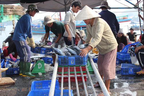 chuyển cá lên bờ