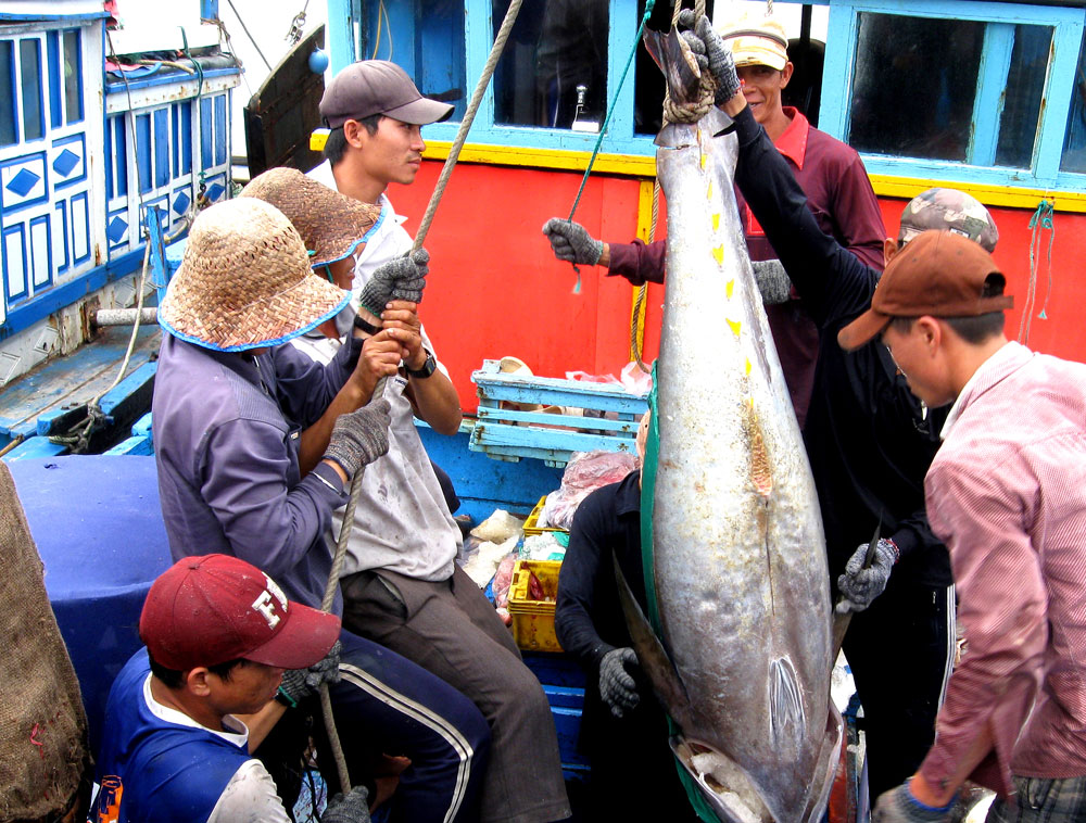 chuyển cá ngừ lên bờ