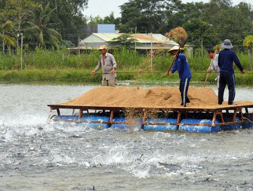 Vỡ mộng vì cá tra: Nắm "kẻ có tóc" cũng không yên tâm