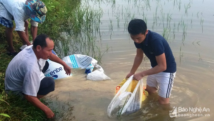 'Chuyên canh' cá trên ruộng lúa mang lại thu nhập cao