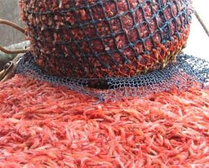 tôm nước lạnh