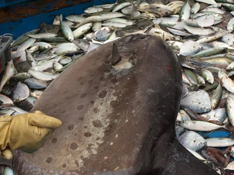 con cá mặt trăng