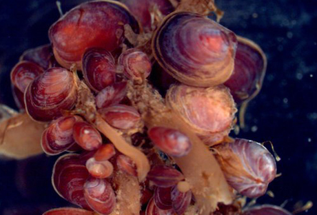 Lissarca miliaris