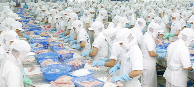 Chế biến cá tra xuất khẩu