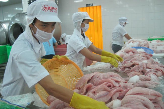 công nhân chế biến cá tra