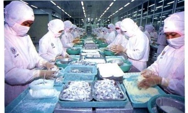 công nhân chế biến tôm