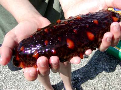 Kiên Giang: Hải sâm bán giá rất cao