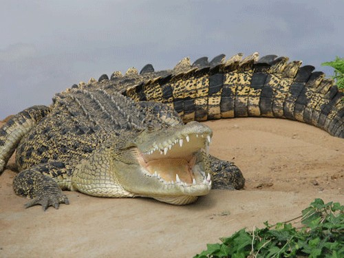 cá sấu biết nhột