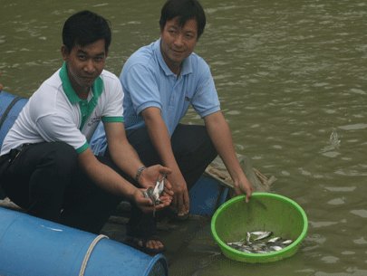 Cá tra bố mẹ (nguồn: agroviet.gov.vn)