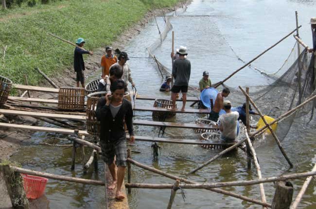 Lại nóng lên chuyện cá tra giống