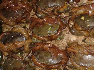 Cua biển thương phẩm