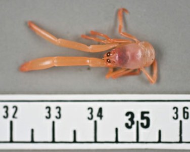 Cua&nbsp;&nbsp;Uroptychus cartesi