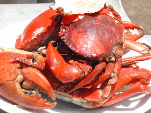 Vấn vương cua cốm Cần Giờ. Cua tự nhiên luôn nổi màu đỏ hồng tươi khi chín