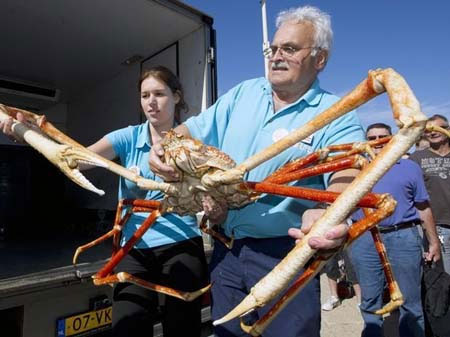 cua nhện khổng lồ