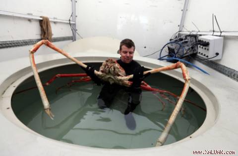 cua nhện, cua dài 2.7 mét