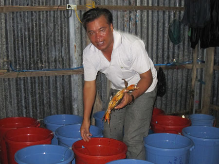 Cà Mau: Làm giàu từ mô hình ương cua bột