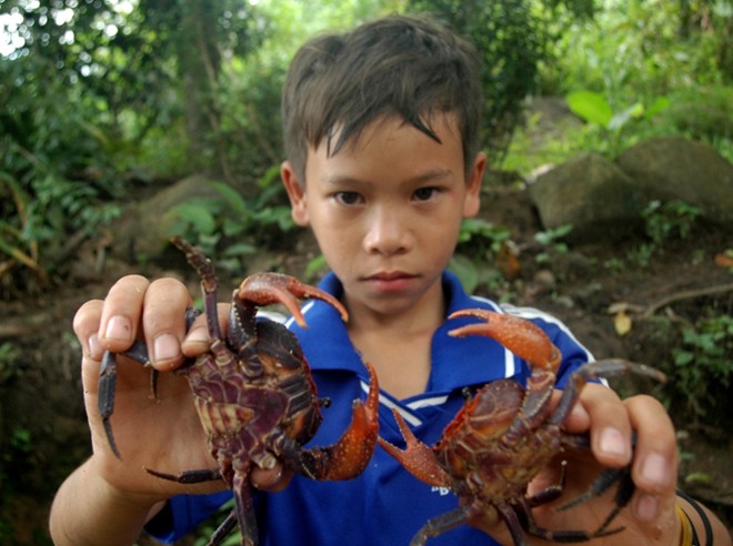 Cua Núi Cấm