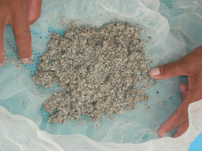 nghêu giống, cướp nghêu giống