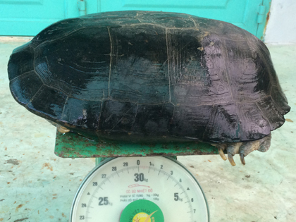 cụ rùa 9kg