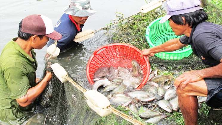 Trở lại vùng đặc sản khô bổi Cà Mau