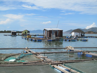 Những bãi cọc dày đặc đang gây mất an toàn giao thông đường thủy.