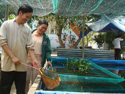Vợ chồng anh Đặng Quang Dũng bên một hồ cá hồng kim chuẩn bị xuất bán