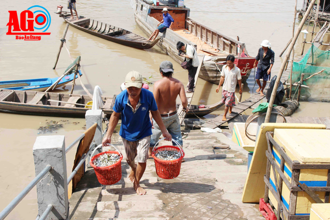 đánh bắt cá linh