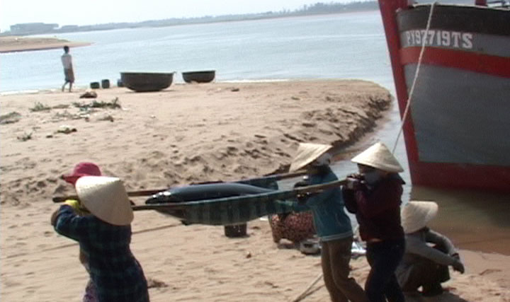 đánh bắt cá ngừ