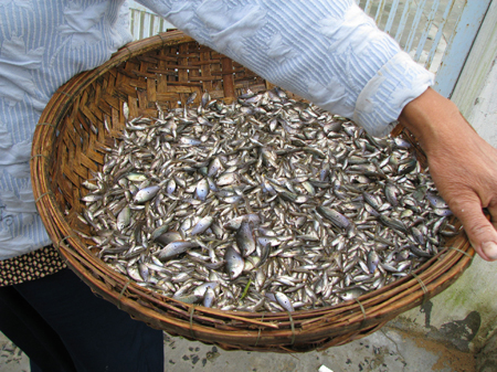 tận diệt thủy sản