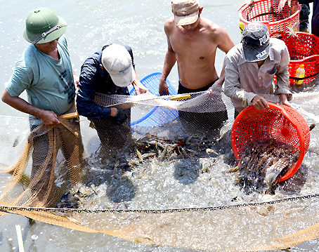 đánh bắt tôm càng xanh