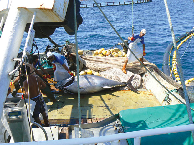 đánh bắt xa bờ