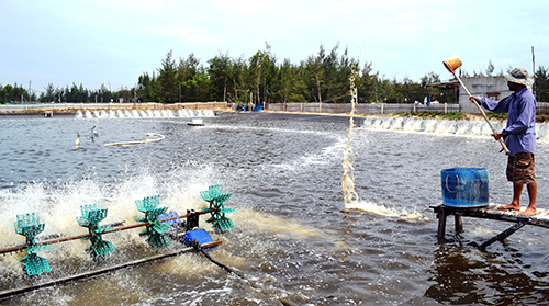 đánh thuốc vào ao tôm