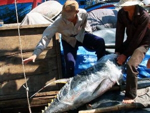 Đánh bắt cá ngừ đại dương