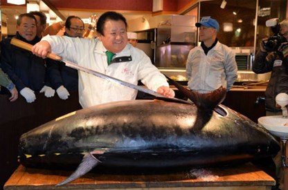 đấu giá cá ngừ