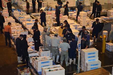 đấu giá cá ngừ