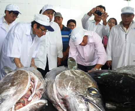 đấu giá cá ngừ