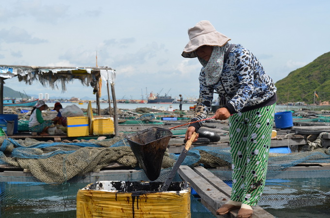 Dầu tràn vào lồng cá