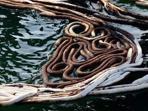 Dầu tràn gần một bến tàu cá ở Alabama. (Nguồn: AFP/TTXVN)