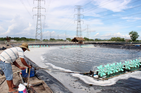 đầu tư nuôi tôm thẻ