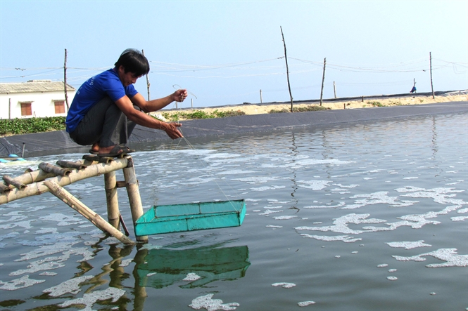 đầu tư nuôi tôm