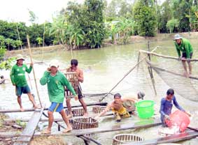 thu hoạch cá tra