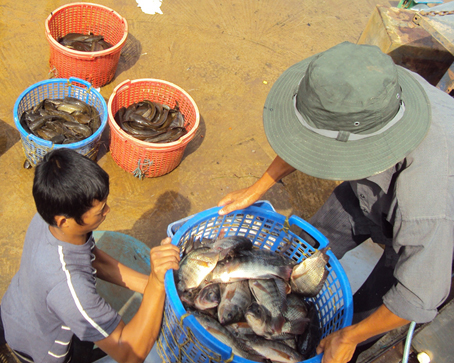thu hoạch cá nuôi lồng