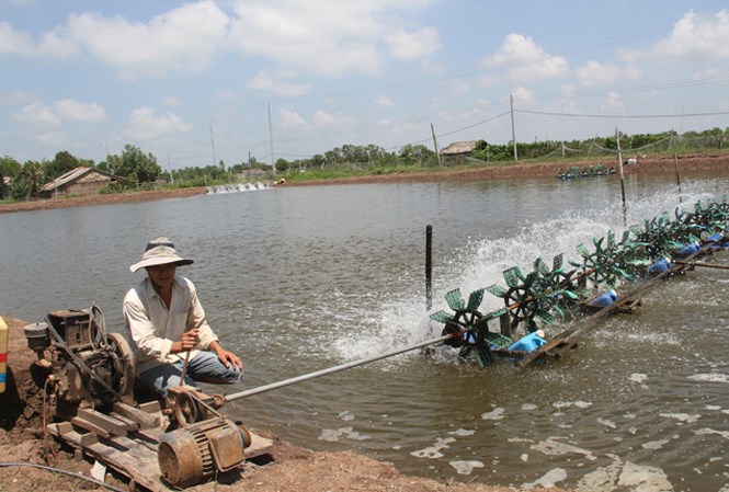 Những lưu ý về an toàn điện cho các hộ nuôi tôm và trồng thanh long