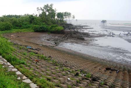 Đê biển Tân Thành (Tiền Giang) trở nên mong manh trước biển, bởi những cánh rừng ngập mặn xung yếu đê đã bị tàn phá.
