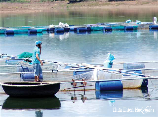 Đề phòng dịch bệnh trên tôm, cá