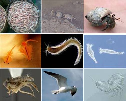 vật mang mầm bệnh