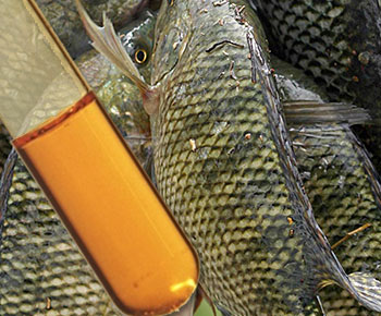 cá rô phí, dầu sinh học