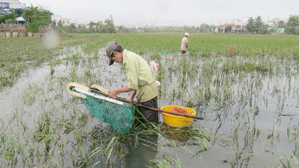 Đi 'cày'... ốc bươu vàng